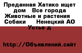 Преданная Хатико ищет дом - Все города Животные и растения » Собаки   . Ненецкий АО,Устье д.